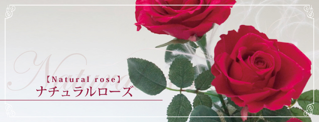ナチュラルローズ【natural rose】