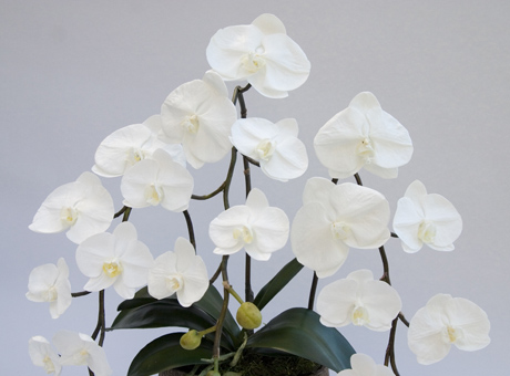ファレノプシス【Phalaenopsis】